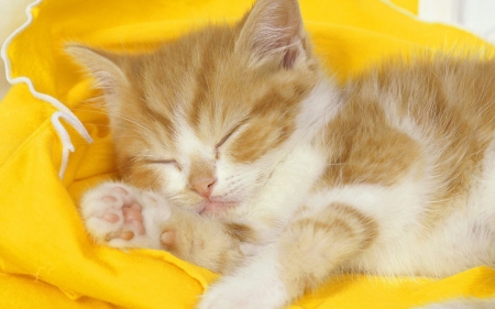 Kitten sleeping - sleeping, cat, adorable, kitten, ginger, white, yellow, animal, orange, sweet, cute