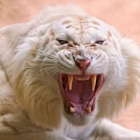 White Saber Toothed Tiger