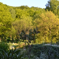 la foret en Ardennes