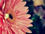 Beautiful Gerbera