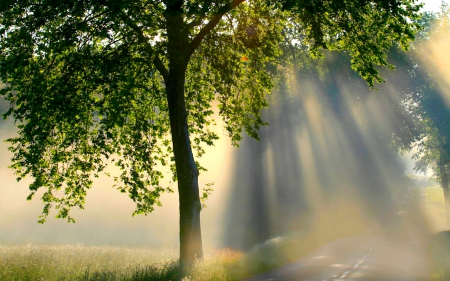 SUNLIGHT - landscape, trees, sunlight, fog, road, sunrise, asahi, haze