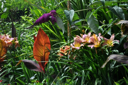 Hardy Tropical Plants in a Garden in England UK - lush, canna, paradise, united kingdom, milk chocolate, britain, crocosmia, purple, lily, uk, garden, zen, lilies, hardy, england, digitalis, day, tropical, gardens, plants, lillies, botany, beautiful, budleja, vegetation, flowers, tropicals, retreat, flower