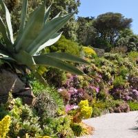 Beautiful Exquisite Hardy Tropicals of Tresco Abbey Gardens Isles of Scilly, Cornwall, England