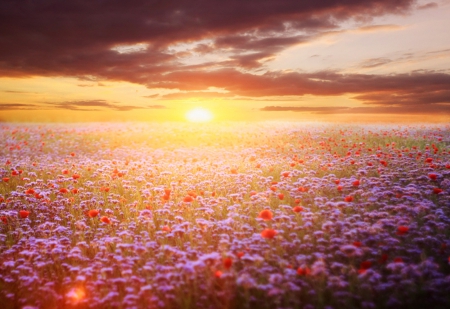 Poppies - field, poppies, nature, sun