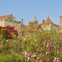 Magnolias and Medieval Castle - United Kingdom