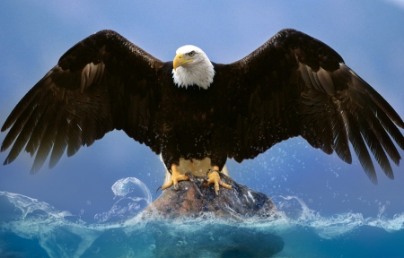 Eagle - eagle, sitting, water, wings