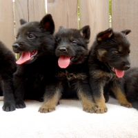 BLACK BEAUTIES