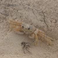 Cancun Sand Crab