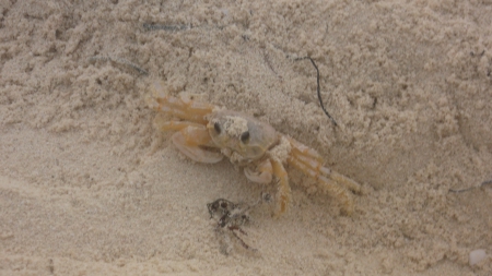 Cancun Sand Crab - sand, cancun, beach, mexico, crab