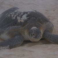 Cancun Sea Turtle