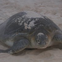 Cancun Sea Turtle