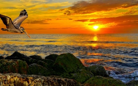 BEACH FLIGHT - beach, pelican, landscape, sunset, nature, america, sea, coastal, birds