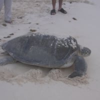 Cancun Sea Turtle