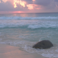 Cancun Sea Turtle