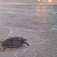Cancun Sea Turtle
