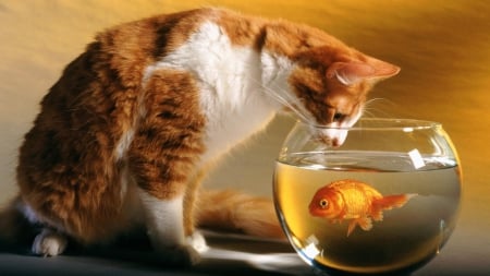 Cat and A Fish - orange fish, adorable, cat, pet, fish, animal, orange fidh, cute, freinds