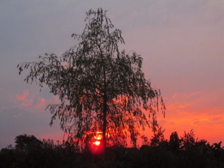 Suns@t - sunset, nature, photography, tree, sun, sky