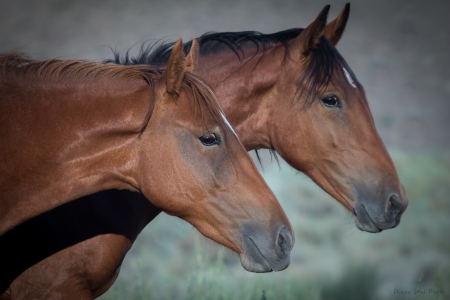 Whisper - canon, beauty, wild horses, tamron, wallpaper, nevada, horses, horse, wild, lightroom