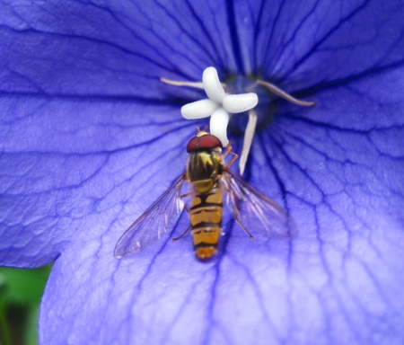 Bee - nature, bee, macro, photography, blue, flower