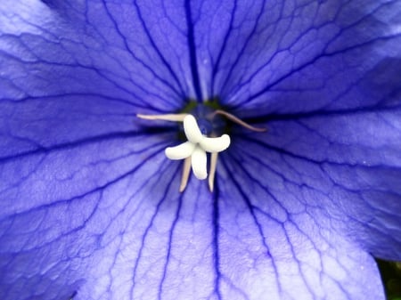 Blue.. - flower, flowers, photography, macro, nature, blue