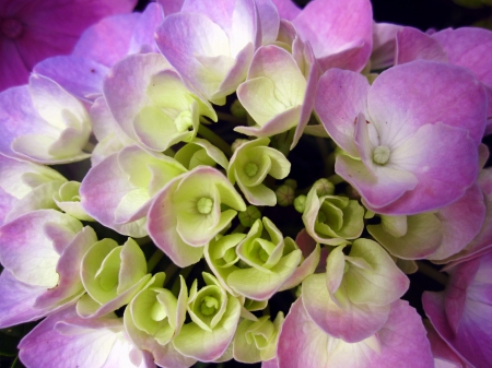 Hydrangea - nature, macro, photography, flowers, flower