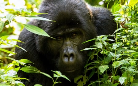 Mountain Gorilla - Mountain, Gorilla, Plants, Animals