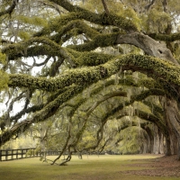 LIVE OAKS