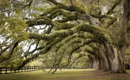 LIVE OAKS - trees, green, brown, landscape, grass, fence