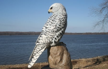 The White Peregrine Falcon - PEREGRINE FALCONS, NATURE, BEAUTY, BIRDS