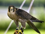 THE PEREGRINE FALCON