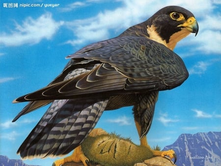 Peregrine Falcon - nature, beauty, falcon, birds