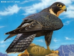 Peregrine Falcon