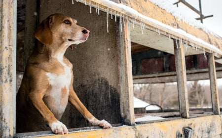 Dog - face, pretty, playful dog, cute, animals, beautiful, sweet, puppy, playful, dogs, puppies, lovely, dog face