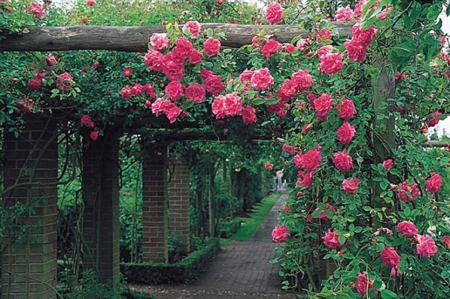 pink rose arbour - nature, arbour, pink rose, garden