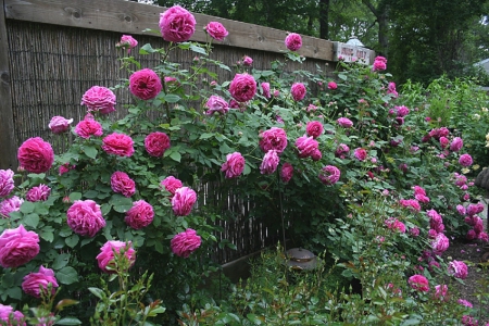 pink roses garden - flowers, nature, garden, pink roses