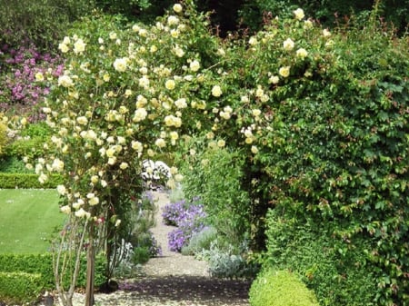 beautiful rose arch - flowers, nature, rose arch, garden