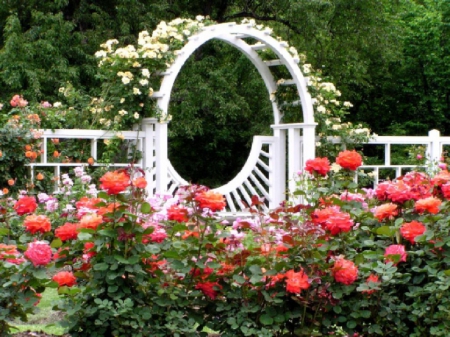 beautiful rose garden