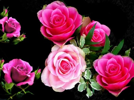 Roses For Luna - nature, beauty, flowers, roses