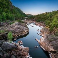 river through a forest