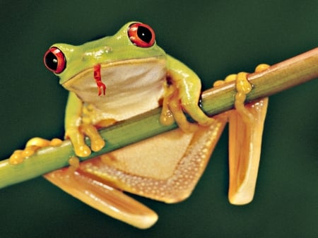 YELLOW TREE FROG - photos, frogs, branch, yellow, natural, nature, macro, cute, animals, close up