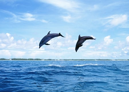 Dolphin - animal, water, nature, blue, cloud, dolphin, sea