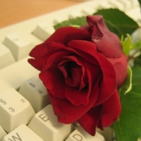 ~ â™¥áƒ¦ red rose for my on line friends áƒ¦â™¥ ~