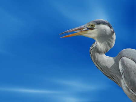 heron with fish - heron, fis, topper, wallpaper