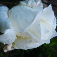 la belle rose blanche