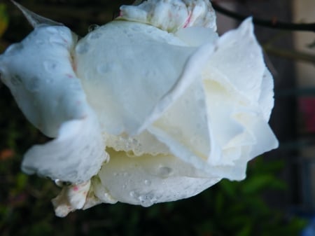 la belle rose blanche