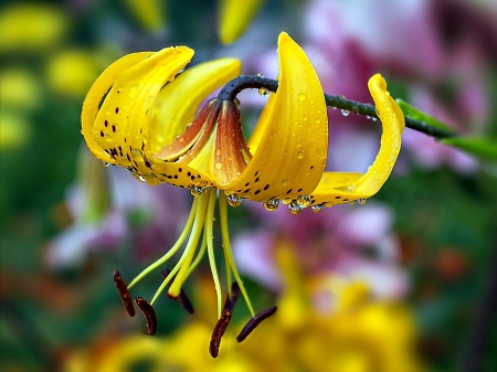 Morning Dew - flowers, yellow, dew, lily