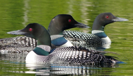 Loons on Lake near Grand Forks, BC - Loons, Lake, Canada, Birds