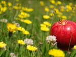 *** Apple on the meadow ***