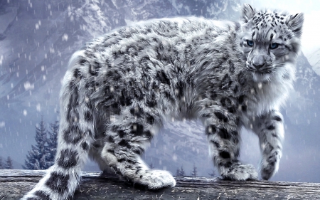 snow leopard