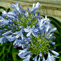 Blue at Kew